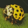 Yellow Coccinella Ladybug Diamond Painting