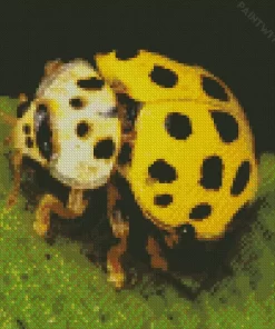 Yellow Coccinella Ladybug Diamond Painting