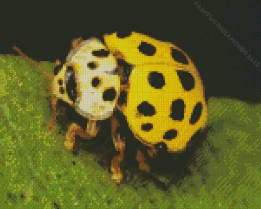 Yellow Coccinella Ladybug Diamond Painting