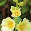 Yellow Hollyhock Flowers Diamond Painting