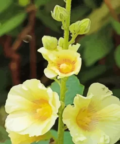 Yellow Hollyhock Flowers Diamond Painting