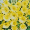 Yellow Hollyhocks Diamond Painting