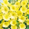 Yellow Hollyhocks Diamond Painting