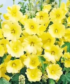 Yellow Hollyhocks Diamond Painting