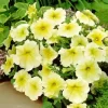 Yellow Petunia Bouquet Diamond Painting