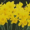 Yellow Trumpet Daffodils Diamond Painting