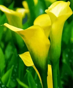 Yellow Calla Lily Diamond Painting