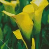 Yellow Calla Lily Diamond Painting