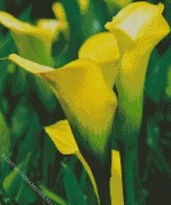 Yellow Calla Lily Diamond Painting