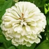 Zinnia Polar Bear Diamond Painting