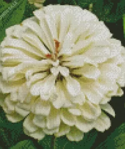 Zinnia Polar Bear Diamond Painting