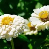 Zinnia Polar Bear Close Up Diamond Painting