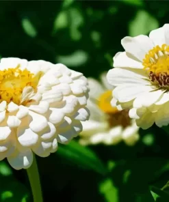 Zinnia Polar Bear Close Up Diamond Painting