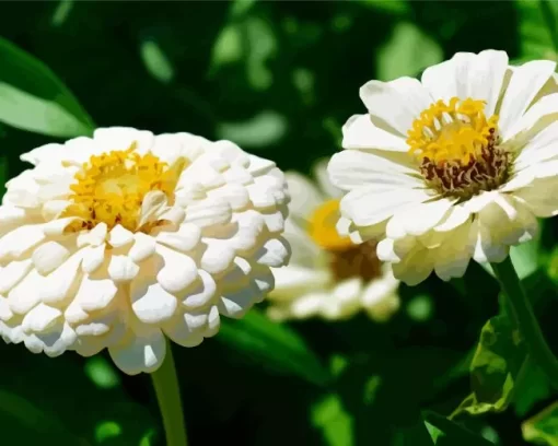 Zinnia Polar Bear Close Up Diamond Painting