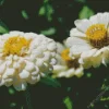 Zinnia Polar Bear Close Up Diamond Painting