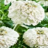 Zinnia Polar Bear Flowers Diamond Painting