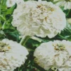 Zinnia Polar Bear Flowers Diamond Painting