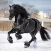 Friesian Horse In Snow Diamond Painting