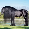 Black Friesian Horse Diamond Painting