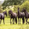 Black Friesian Horses Diamond Painting