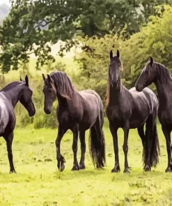 Black Friesian Horses Diamond Painting