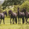 Black Friesian Horses Diamond Painting