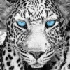 Blue Eyes Leopard Diamond Painting