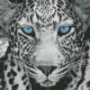 Blue Eyes Leopard Diamond Painting