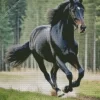 Friesian Horse In The Woods Diamond Painting