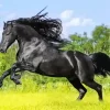 Friesian Horse Running Diamond Painting