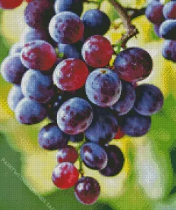 Red Grapes Close Up Diamond Painting