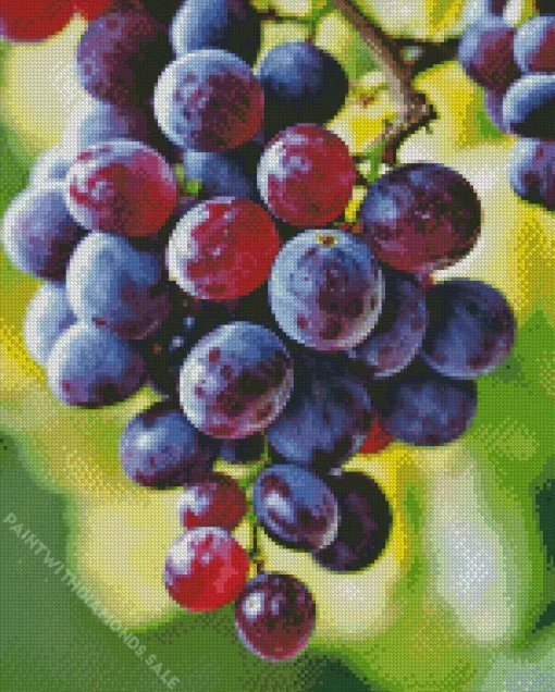 Red Grapes Close Up Diamond Painting