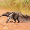 Anteaters Diamond Painting