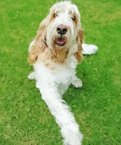 Basset Griffon Vendeen Puppy Diamond Painting