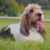 Basset Griffon Vendeen dog Breed Diamond Painting