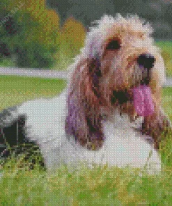 Basset Griffon Vendeen dog Breed Diamond Painting