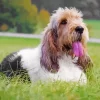 Basset Griffon Vendeen dog Breed Diamond Painting