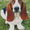 Basset Hound Close Up Diamond Painting