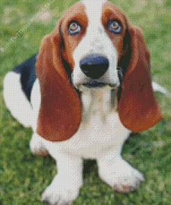 Basset Hound Close Up Diamond Painting