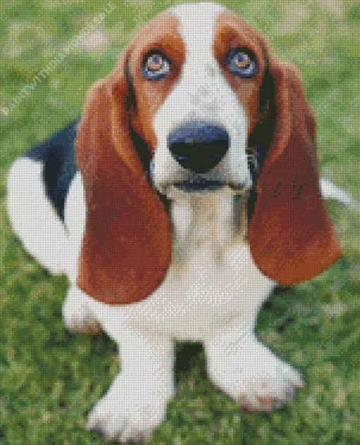 Basset Hound Close Up Diamond Painting