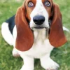 Basset Hound Close Up Diamond Painting