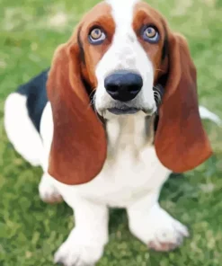 Basset Hound Close Up Diamond Painting