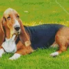 Basset Hound Dogs Diamond Painting