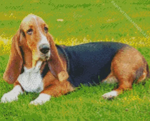 Basset Hound Dogs Diamond Painting