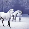 Beautiful White Horses In Snow Diamond Painting