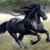 Black Horse Animal Diamond Painting