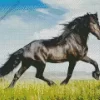 Black Horse In Field Diamond Painting