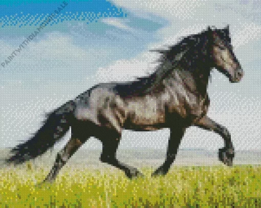 Black Horse In Field Diamond Painting