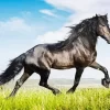 Black Horse In Field Diamond Painting