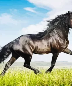 Black Horse In Field Diamond Painting